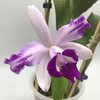 Cattleya intermedia flammea